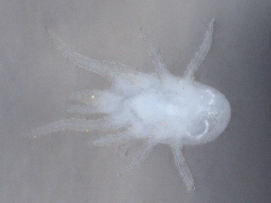  ( - CBG-B01983-C04)  @11 [ ] CreativeCommons - Attribution Share - Alike (2025) CBG Photography Group Centre for Biodiversity Genomics