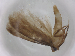  ( - CBG-B05191-A01)  @11 [ ] CreativeCommons - Attribution Share - Alike (2025) CBG Photography Group Centre for Biodiversity Genomics