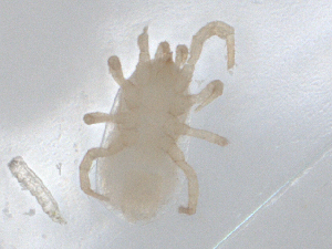  ( - CBG-B05191-B04)  @11 [ ] CreativeCommons - Attribution Share - Alike (2025) CBG Photography Group Centre for Biodiversity Genomics