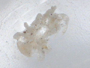  ( - CBG-B05191-G08)  @11 [ ] CreativeCommons - Attribution Share - Alike (2025) CBG Photography Group Centre for Biodiversity Genomics