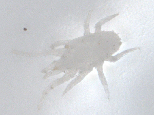  ( - CBG-B05191-H09)  @11 [ ] CreativeCommons - Attribution Share - Alike (2025) CBG Photography Group Centre for Biodiversity Genomics