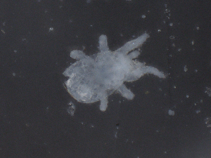  ( - CBG-B05192-A11)  @11 [ ] CreativeCommons - Attribution Share - Alike (2025) CBG Photography Group Centre for Biodiversity Genomics