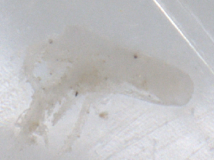  ( - CBG-B05192-B09)  @11 [ ] CreativeCommons - Attribution Share - Alike (2025) CBG Photography Group Centre for Biodiversity Genomics