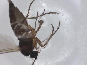  ( - CBG-B05198-E01)  @11 [ ] CreativeCommons - Attribution Share - Alike (2025) CBG Photography Group Centre for Biodiversity Genomics