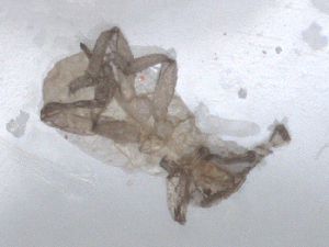  ( - CBG-B05198-E06)  @11 [ ] CreativeCommons - Attribution Share - Alike (2025) CBG Photography Group Centre for Biodiversity Genomics