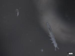  ( - CBG-B07203-F12)  @11 [ ] CreativeCommons - Attribution Share - Alike (2025) Centre for Biodiversity Genomics Centre for Biodiversity Genomics