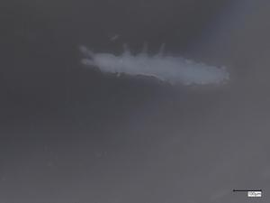  ( - CBG-B07203-G06)  @11 [ ] CreativeCommons - Attribution Share - Alike (2025) Centre for Biodiversity Genomics Centre for Biodiversity Genomics