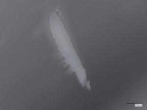  ( - CBG-B07203-H08)  @11 [ ] CreativeCommons - Attribution Share - Alike (2025) Centre for Biodiversity Genomics Centre for Biodiversity Genomics