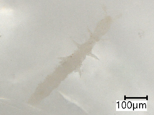  ( - CBG-B07204-A02)  @11 [ ] CreativeCommons - Attribution Share - Alike (2025) Centre for Biodiversity Genomics Centre for Biodiversity Genomics