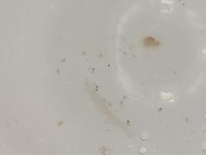  ( - CBG-B07204-A04)  @11 [ ] CreativeCommons - Attribution Share - Alike (2025) Centre for Biodiversity Genomics Centre for Biodiversity Genomics