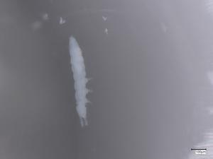  ( - CBG-B07204-B06)  @11 [ ] CreativeCommons - Attribution Share - Alike (2025) Centre for Biodiversity Genomics Centre for Biodiversity Genomics