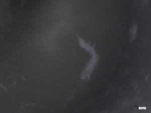  ( - CBG-B07204-D11)  @11 [ ] CreativeCommons - Attribution Share - Alike (2025) Centre for Biodiversity Genomics Centre for Biodiversity Genomics