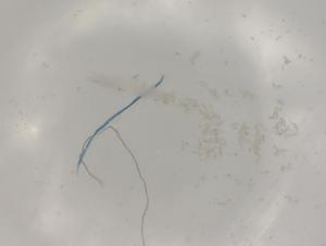  ( - CBG-B07204-E05)  @11 [ ] CreativeCommons - Attribution Share - Alike (2025) Centre for Biodiversity Genomics Centre for Biodiversity Genomics