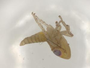  ( - CBG-B07209-D09)  @11 [ ] CreativeCommons - Attribution Share - Alike (2025) Centre for Biodiversity Genomics Centre for Biodiversity Genomics