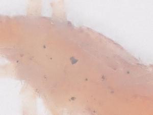  (Spinibdella - CBG-B07217-D02)  @11 [ ] CreativeCommons - Attribution Share - Alike (2025) Centre for Biodiversity Genomics Centre for Biodiversity Genomics