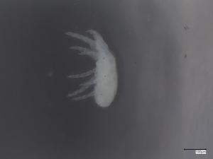  (Caligonellidae - CBG-B07218-G03)  @11 [ ] CreativeCommons - Attribution Share - Alike (2025) Centre for Biodiversity Genomics Centre for Biodiversity Genomics