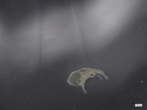  (Neognathus - CBG-B07219-A12)  @11 [ ] CreativeCommons - Attribution Share - Alike (2025) Centre for Biodiversity Genomics Centre for Biodiversity Genomics