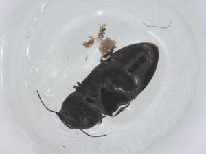  ( - CBG-B14363-F11)  @11 [ ] CreativeCommons - Attribution Share - Alike (2025) Centre for Biodiversity Genomics Centre for Biodiversity Genomics