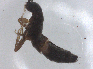  ( - CBG-B23684-A09)  @11 [ ] CreativeCommons - Attribution Share - Alike (2025) CBG Photography Group Centre for Biodiversity Genomics