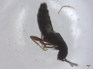  ( - CBG-B23684-A11)  @11 [ ] CreativeCommons - Attribution Share - Alike (2025) CBG Photography Group Centre for Biodiversity Genomics