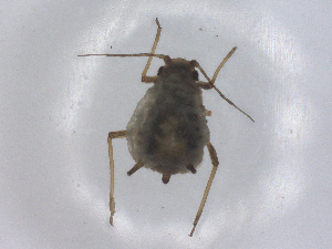  ( - CBG-B23684-E11)  @11 [ ] CreativeCommons - Attribution Share - Alike (2025) CBG Photography Group Centre for Biodiversity Genomics