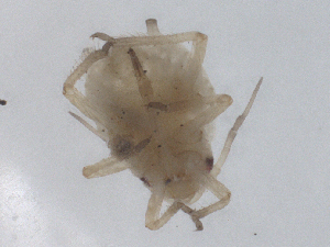  ( - CBG-B23684-G12)  @11 [ ] CreativeCommons - Attribution Share - Alike (2025) CBG Photography Group Centre for Biodiversity Genomics