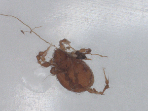  ( - CBG-B23693-G11)  @11 [ ] CreativeCommons - Attribution Share - Alike (2025) CBG Photography Group Centre for Biodiversity Genomics