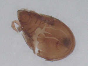  ( - CBG-B23695-D05)  @11 [ ] CreativeCommons - Attribution Share - Alike (2025) CBG Photography Group Centre for Biodiversity Genomics