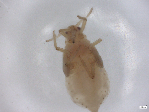  ( - CBG-B23702-F05)  @11 [ ] CreativeCommons - Attribution Share - Alike (2025) CBG Photography Group Centre for Biodiversity Genomics