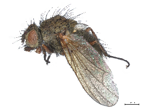  ( - CBG-A13246-F05)  @11 [ ] CreativeCommons - Attribution Share Alike (2024) CBG Photography Group Centre for Biodiversity Genomics