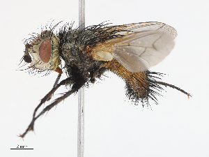  ( - CBG-A13247-G01)  @11 [ ] CreativeCommons - Attribution Share - Alike (2023) CBG Photography Group Centre for Biodiversity Genomics