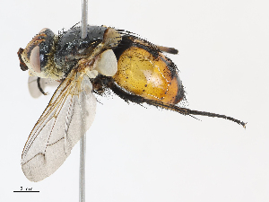  ( - CBG-A15007-A04)  @11 [ ] CreativeCommons - Attribution Share - Alike (2023) CBG Photography Group Centre for Biodiversity Genomics