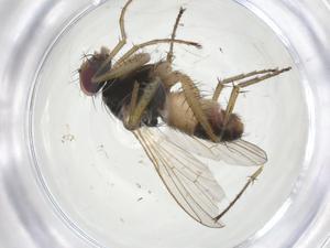  ( - CBG-A15011-H11)  @11 [ ] CreativeCommons - Attribution Share - Alike (2023) Centre for Biodiversity Genomics Centre for Biodiversity Genomics