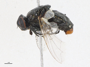  ( - CBG-A16647-B04)  @11 [ ] CreativeCommons - Attribution Share - Alike (2023) CBG Photography Group Centre for Biodiversity Genomics