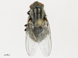  ( - CBG-A17478-B09)  @11 [ ] CreativeCommons - Attribution Share - Alike (2023) CBG Photography Group Centre for Biodiversity Genomics