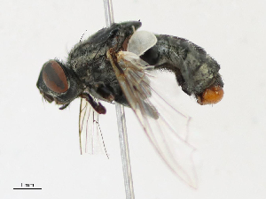  ( - CBG-A17478-B11)  @11 [ ] CreativeCommons - Attribution Share - Alike (2023) CBG Photography Group Centre for Biodiversity Genomics