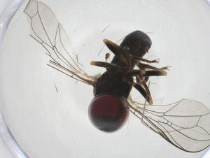  ( - CBG-A17488-B08)  @11 [ ] CreativeCommons - Attribution Share - Alike (2023) Centre for Biodiversity Genomics Centre for Biodiversity Genomics