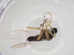  ( - CBG-A19949-E07)  @11 [ ] CreativeCommons - Attribution Share - Alike (2023) Centre for Biodiversity Genomics Centre for Biodiversity Genomics