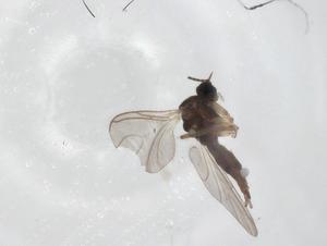  ( - CBG-A28847-B05)  @11 [ ] CreativeCommons - Attribution Share - Alike (2024) Centre for Biodiversity Genomics Centre for Biodiversity Genomics