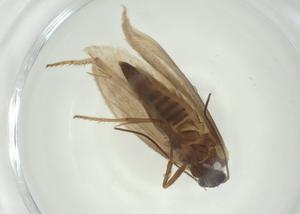  ( - CBG-A28868-A06)  @11 [ ] CreativeCommons - Attribution Share - Alike (2024) Centre for Biodiversity Genomics Centre for Biodiversity Genomics