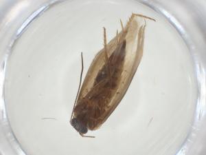  ( - CBG-A28870-C07)  @11 [ ] CreativeCommons - Attribution Share - Alike (2024) Centre for Biodiversity Genomics Centre for Biodiversity Genomics