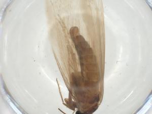  ( - CBG-A28870-D08)  @11 [ ] CreativeCommons - Attribution Share - Alike (2024) Centre for Biodiversity Genomics Centre for Biodiversity Genomics