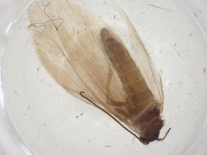  ( - CBG-A28873-A01)  @11 [ ] CreativeCommons - Attribution Share - Alike (2024) Centre for Biodiversity Genomics Centre for Biodiversity Genomics