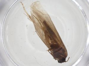  ( - CBG-A28892-H10)  @11 [ ] CreativeCommons - Attribution Share - Alike (2024) Centre for Biodiversity Genomics Centre for Biodiversity Genomics