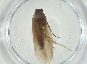  ( - CBG-A28897-E10)  @11 [ ] CreativeCommons - Attribution Share - Alike (2024) Centre for Biodiversity Genomics Centre for Biodiversity Genomics