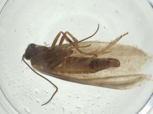  ( - CBG-A28897-H10)  @11 [ ] CreativeCommons - Attribution Share - Alike (2024) Centre for Biodiversity Genomics Centre for Biodiversity Genomics