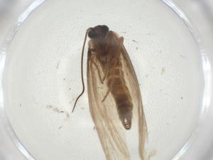  ( - CBG-A28898-C04)  @11 [ ] CreativeCommons - Attribution Share - Alike (2024) Centre for Biodiversity Genomics Centre for Biodiversity Genomics