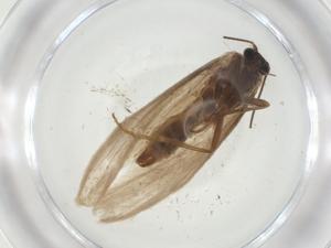  ( - CBG-A28898-C09)  @11 [ ] CreativeCommons - Attribution Share - Alike (2024) Centre for Biodiversity Genomics Centre for Biodiversity Genomics