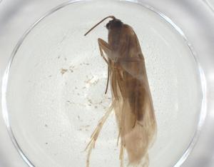  ( - CBG-A28898-D08)  @11 [ ] CreativeCommons - Attribution Share - Alike (2024) Centre for Biodiversity Genomics Centre for Biodiversity Genomics