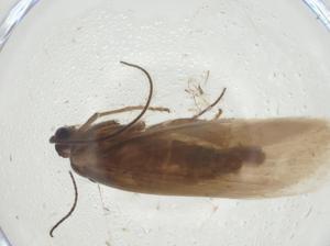  ( - CBG-A28898-F10)  @11 [ ] CreativeCommons - Attribution Share - Alike (2024) Centre for Biodiversity Genomics Centre for Biodiversity Genomics